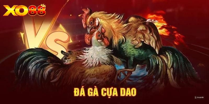 Đá gà cựa dao | Sàn chiến kê kịch tính gay cần tại XO88