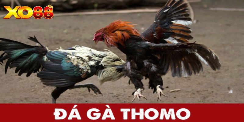 Kinh nghiệm cược đá gà Thomo tại XO88 hiệu quả