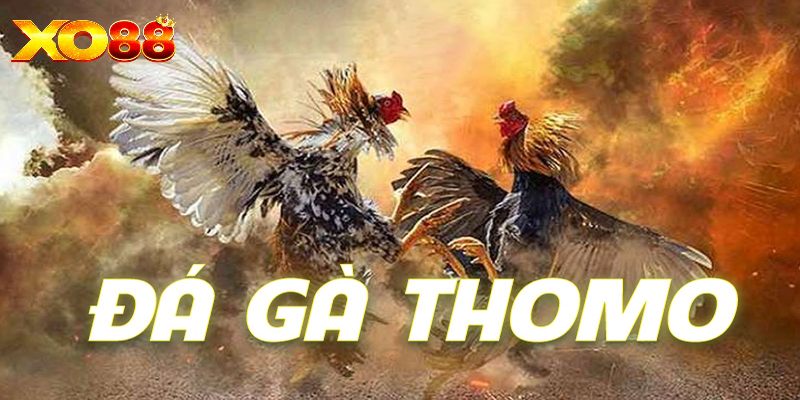 Giới thiệu đá gà Thomo