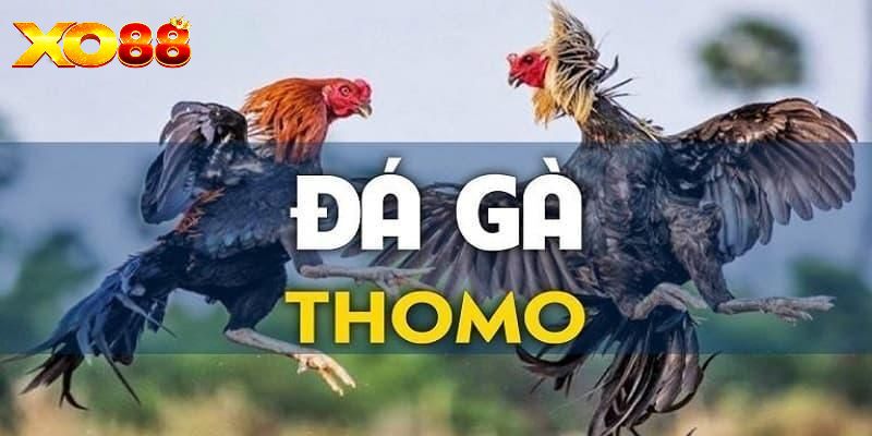 Trực tiếp đá gà Thomo - Sân đấu chiến kê số 1 tại XO88